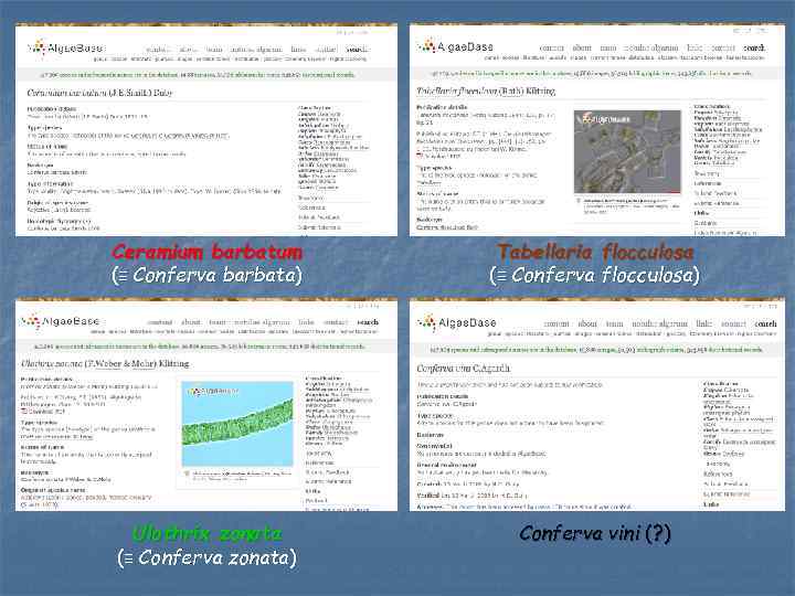 Ceramium barbatum (≡ Conferva barbata) Tabellaria flocculosa (≡ Conferva flocculosa) Ulothrix zonata (≡ Conferva