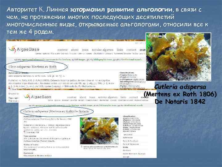 Авторитет К. Линнея затормозил развитие альгологии, в связи с чем, на протяжении многих последующих