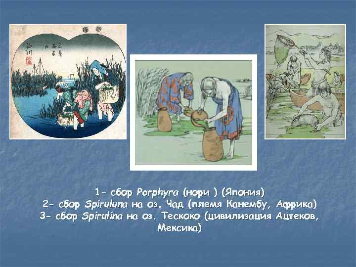 1 - сбор Porphyra (нори ) (Япония) 2 - сбор Spiruluna на оз. Чад