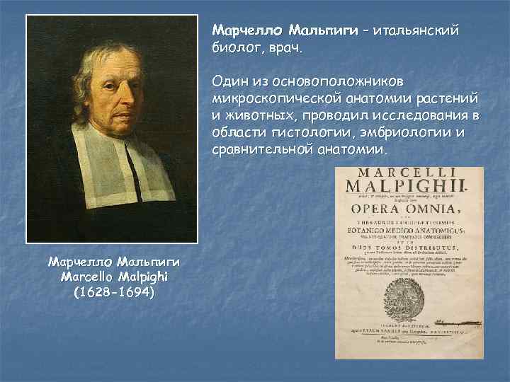 Марчелло Мальпиги – итальянский биолог, врач. Один из основоположников микроскопической анатомии растений и животных,