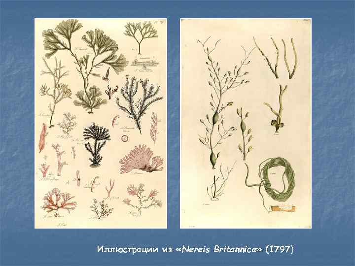 Иллюстрации из «Nereis Britannica» (1797) 