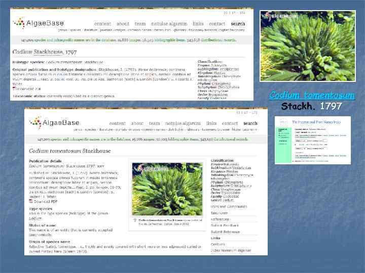 Codium tomentosum Stackh. 1797 