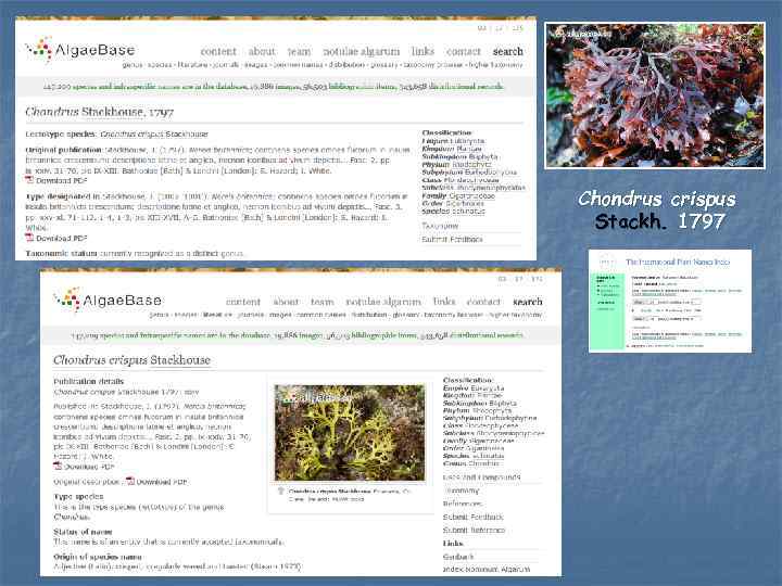 Chondrus crispus Stackh. 1797 