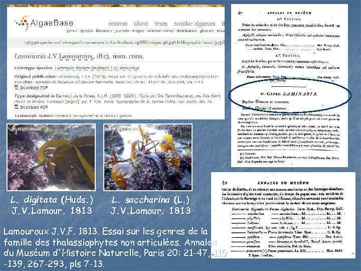 L. digitata (Huds. ) J. V. Lamour. 1813 L. saccharina (L. ) J. V.