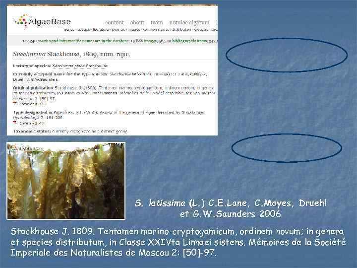 S. latissima (L. ) C. E. Lane, C. Mayes, Druehl et G. W. Saunders