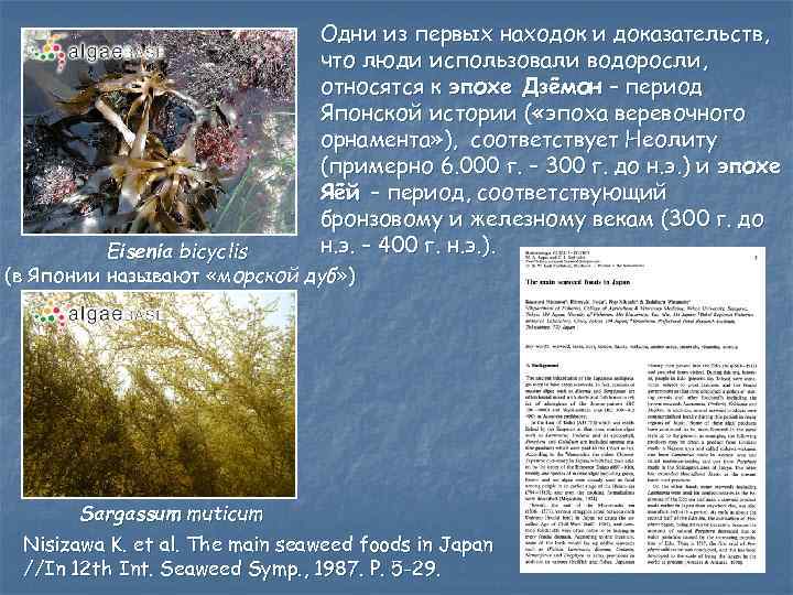 Одни из первых находок и доказательств, что люди использовали водоросли, относятся к эпохе Дзёмон