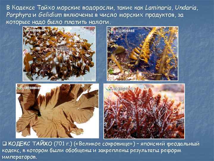 В Кодексе Тайхо морские водоросли, такие как Laminaria, Undaria, Porphyra и Gelidium включены в