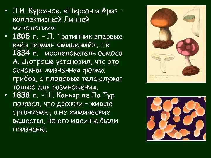  • Л. И. Курсанов: «Персон и Фриз – коллективный Линней микологии» . •