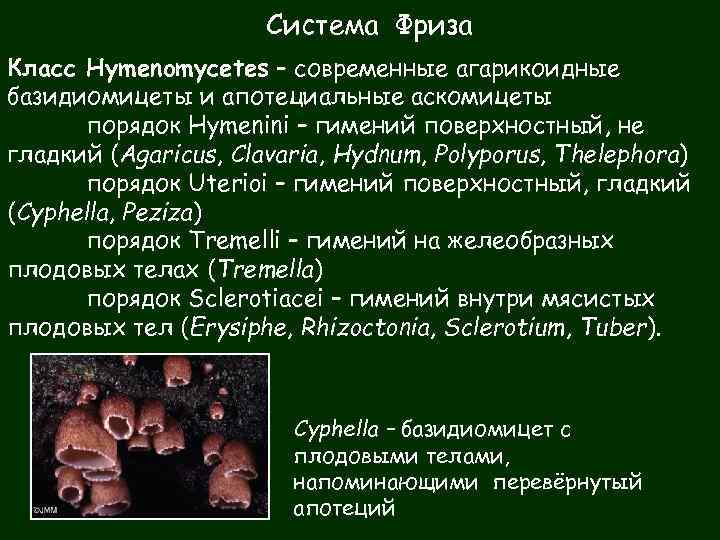 Система Фриза Класс Hymenomycetes – современные агарикоидные базидиомицеты и апотециальные аскомицеты порядок Hymenini –