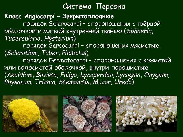 Система Персона Класс Angiocarpi – Закрытоплодные порядок Sclerocarpi – спороношения с твёрдой оболочкой и