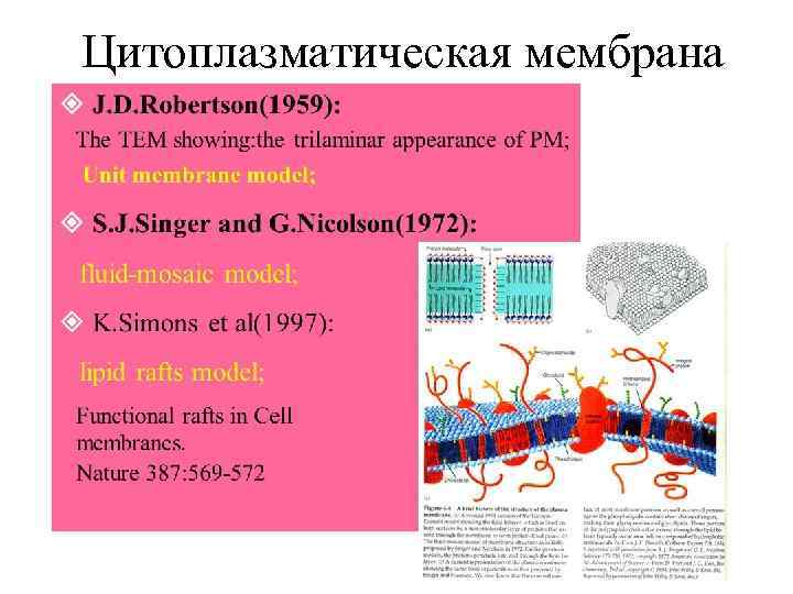 Цитоплазматическая мембрана 