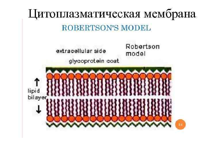Цитоплазматическая мембрана 