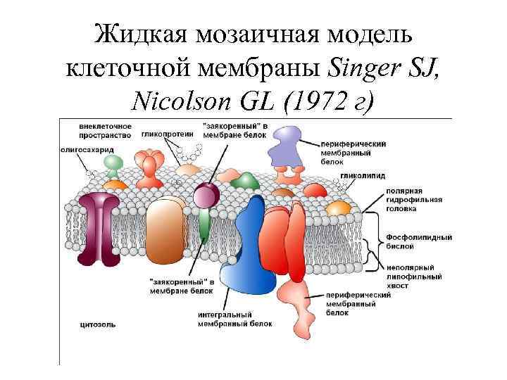 Жидкая мозаичная модель клеточной мембраны Singer SJ, Nicolson GL (1972 г) 