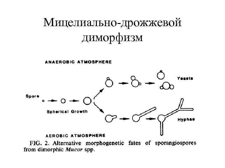 Схема кандида