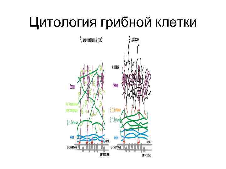 Цитология грибной клетки 
