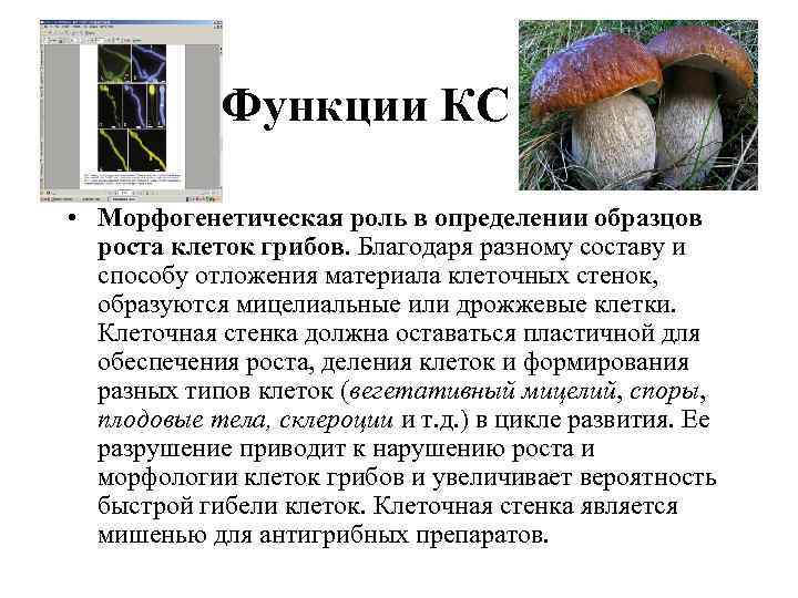 Функции КС • Морфогенетическая роль в определении образцов роста клеток грибов. Благодаря разному составу
