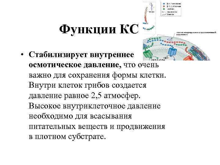 Функции КС • Стабилизирует внутреннее осмотическое давление, что очень важно для сохранения формы клетки.