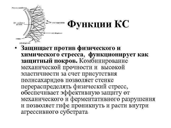Функции КС • Защищает против физического и химического стресса, функционирует как защитный покров. Комбинирование