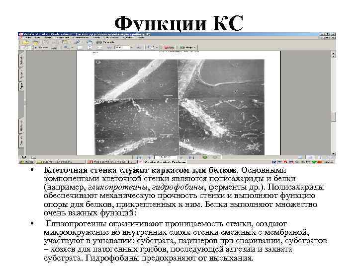 Функции КС • • Клеточная стенка служит каркасом для белков. Основными компонентами клеточной стенки