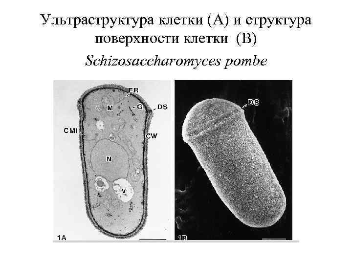 Ультраструктура клетки (A) и структура поверхности клетки (B) Sсhizosaccharomyces pombe 