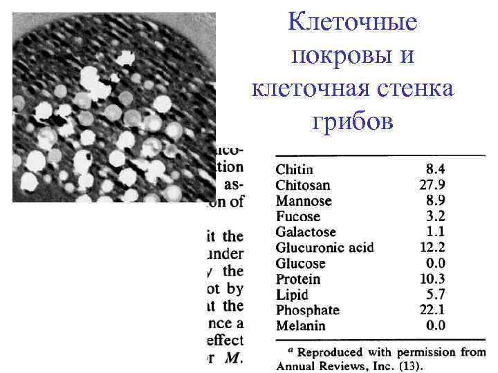Клеточные покровы и клеточная стенка грибов 