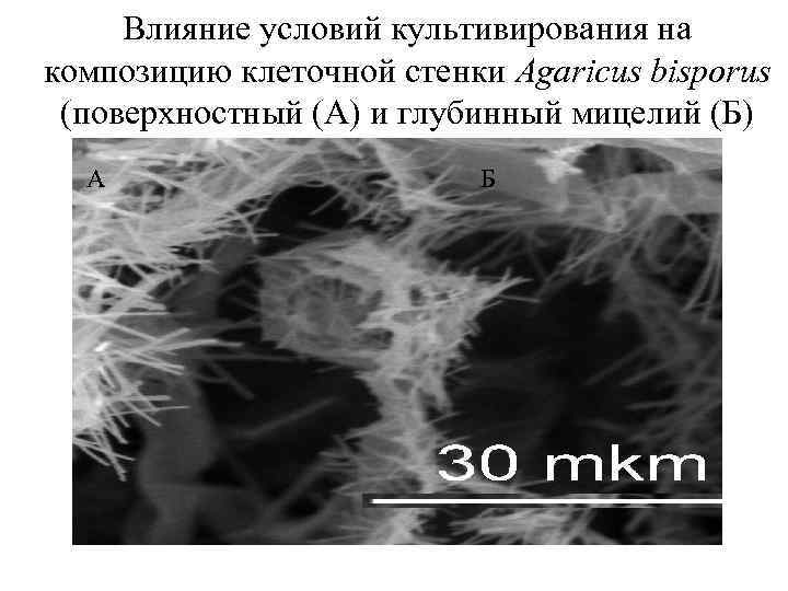 Влияние условий культивирования на композицию клеточной стенки Agaricus bisporus (поверхностный (А) и глубинный мицелий