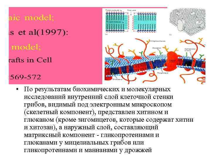 Стенки образованы 1 слоем клеток. Клеточная стенка грибов. Клеточная стенка из хитина. Клеточная стенка зигомикоты. Клеточная стенка из хитина у лишайников.