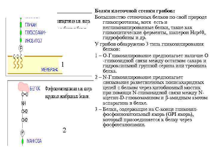 1 2 Белки клеточной стенки грибов: Большинство стеночных белков по свой природе гликопротеины, хотя