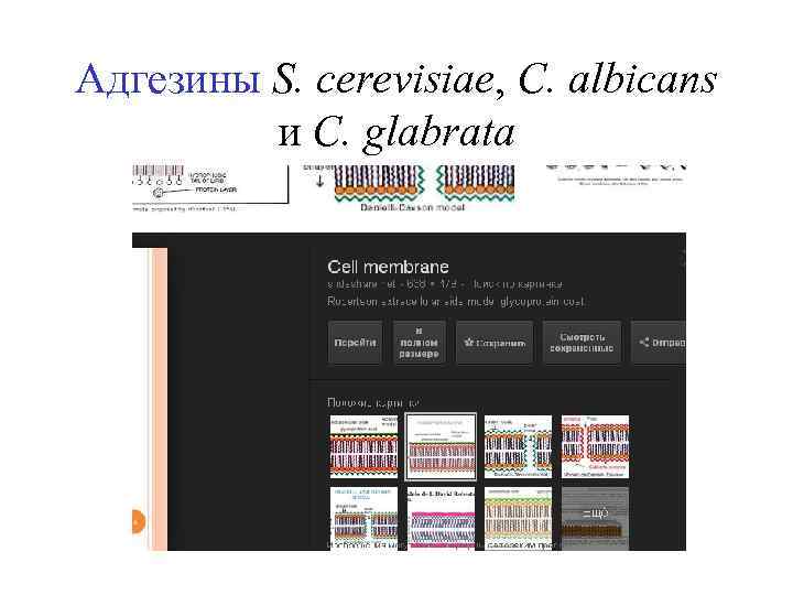 Адгезины S. cerevisiae, C. albicans и C. glabrata 