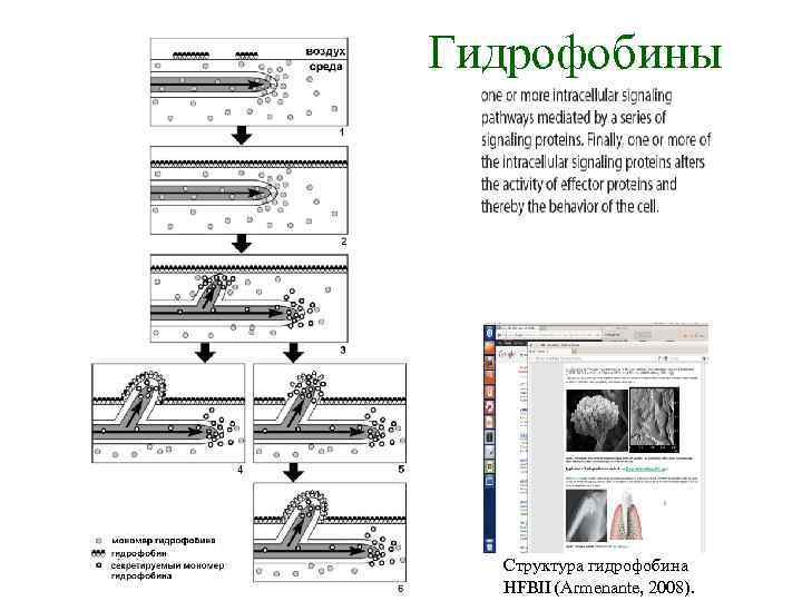 Гидрофобины Структура гидрофобина HFBII (Armenante, 2008). 