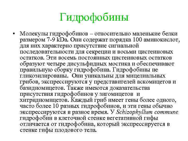 Гидрофобины • Молекулы гидрофобинов – относительно маленькие белки размером 7 -9 k. Da. Они