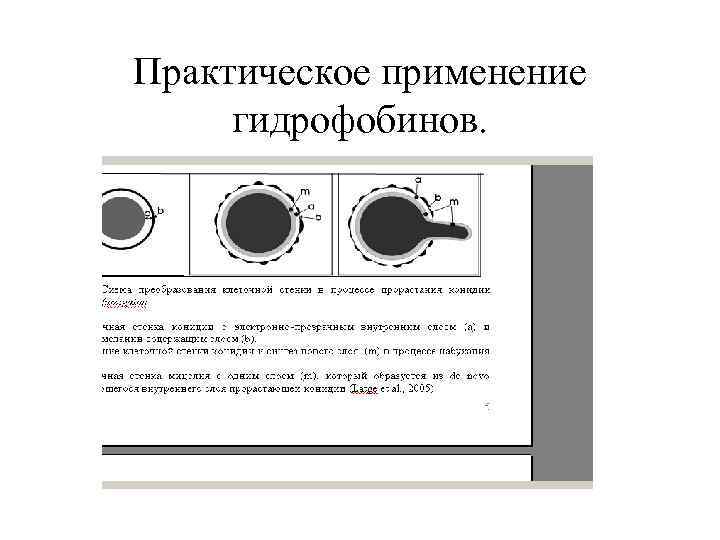Практическое применение гидрофобинов. 