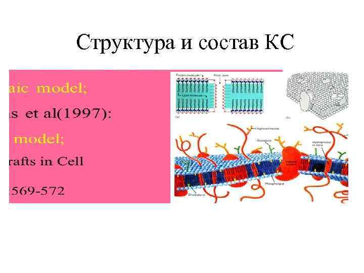 Структура и состав КС 