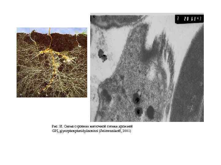 Рис. И. Схема строения клеточной стенки дрожжей GPI, glycophosphatidylinositol (Selitrennikoff, 2001) 