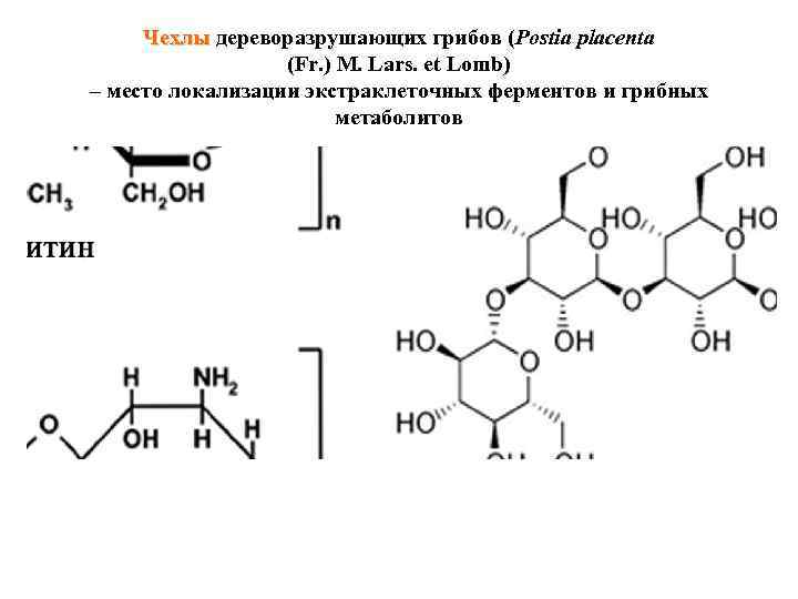 Чехлы дереворазрушающих грибов (Postia placenta (Fr. ) M. Lars. et Lomb) – место локализации