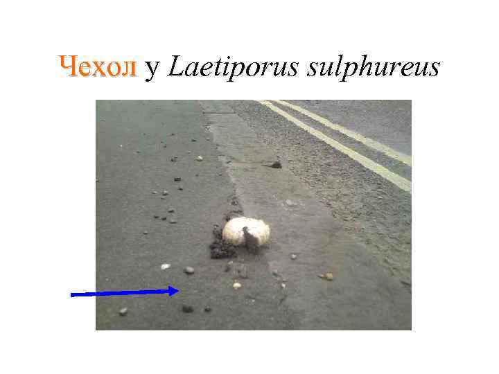 Чехол у Laetiporus sulphureus 