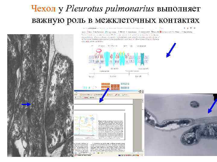 Чехол у Pleurotus pulmonarius выполняет важную роль в межклеточных контактах 