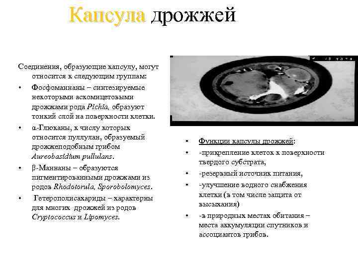 Капсула дрожжей Соединения, образующие капсулу, могут относится к следующим группам: • Фосфоманнаны – синтезируемые