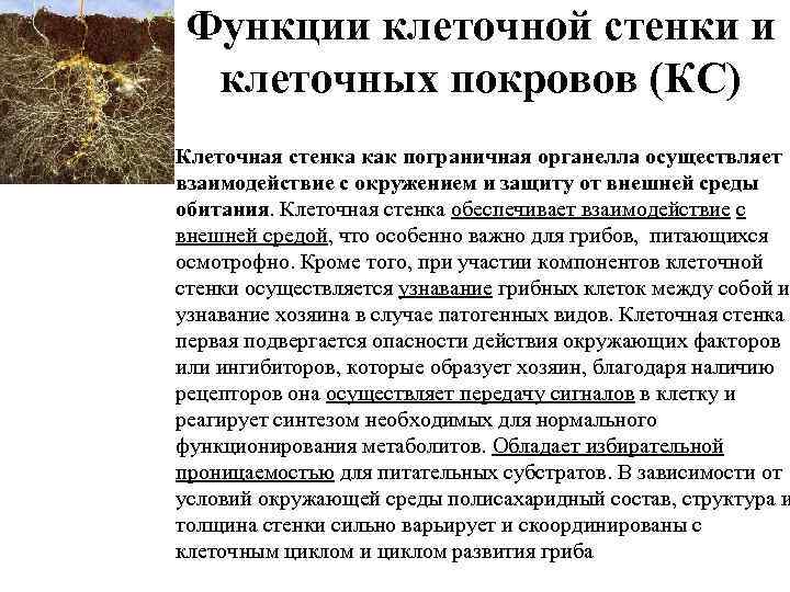 Функции клеточной стенки и клеточных покровов (КС) • Клеточная стенка как пограничная органелла осуществляет
