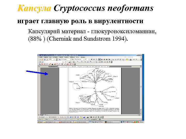 Капсула Cryptococcus neoformans играет главную роль в вирулентности Капсулярнй материал - глюкуроноксиломаннан, (88% )