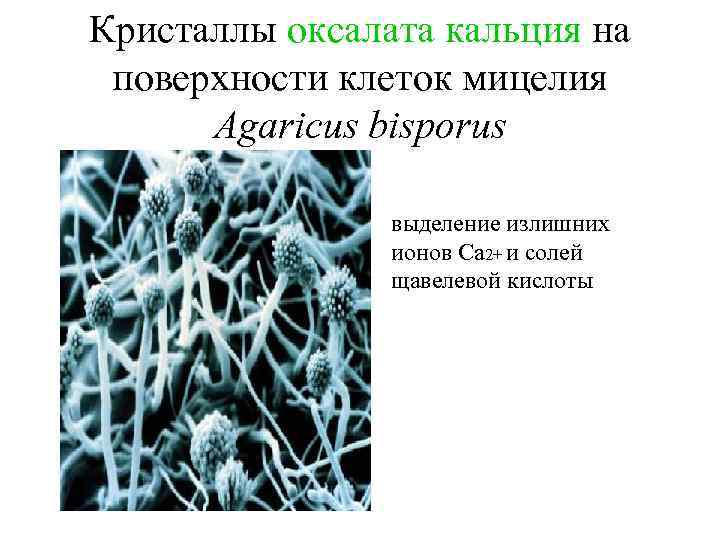 Кристаллы оксалата кальция на поверхности клеток мицелия Agaricus bisporus выделение излишних ионов Са 2+