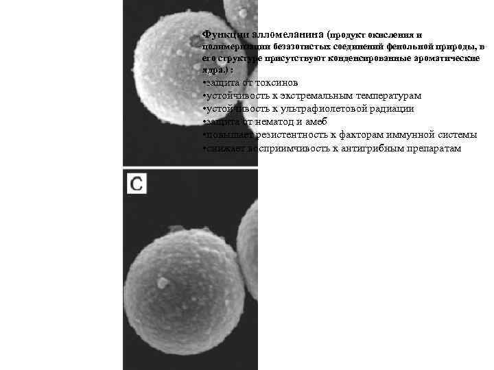 Функции алломеланина (продукт окисления и полимеризации безазотистых соединений фенольной природы, в его структуре присутствуют