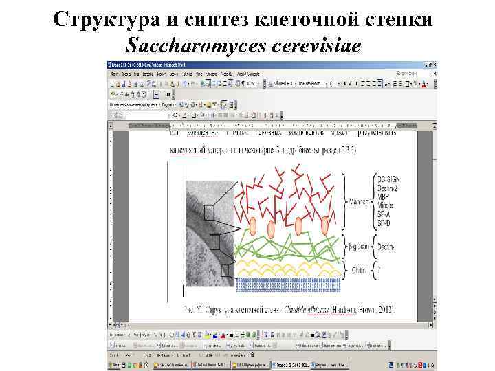 Структура и синтез клеточной стенки Saccharomyces cerevisiae 