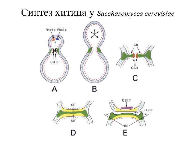 Синтез хитина у Saccharomyces cerevisiae 