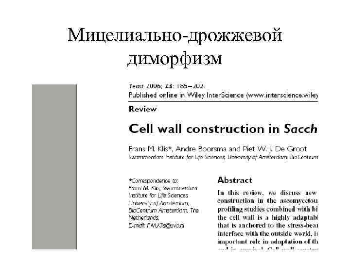 Мицелиально-дрожжевой диморфизм 