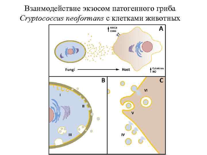 Взаимодействие экзосом патогенного гриба Cryptococcus neoformans с клетками животных 