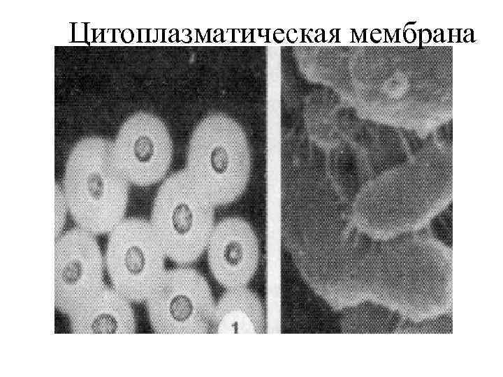 Цитоплазматическая мембрана 