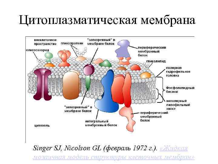 Цитоплазматическая мембрана входит в состав. Цитоплазматическая мембрана матричная функция. Строение цитоплазматической мембраны. Виды белков в цитоплазматической мембране.