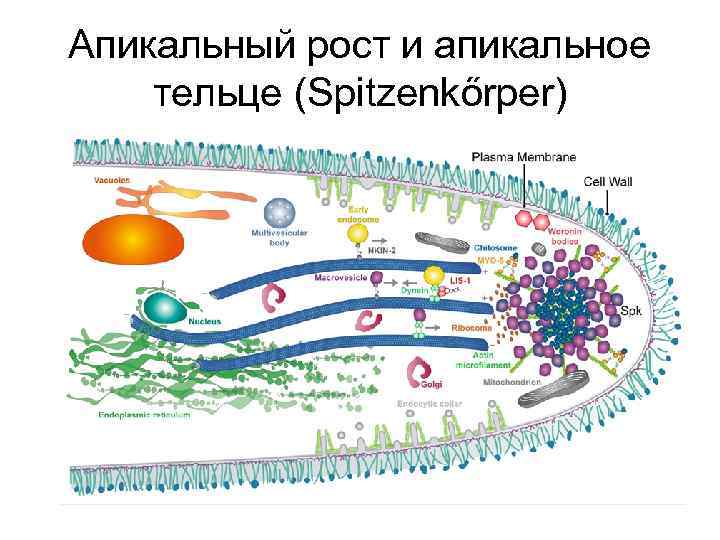 Апикальный рост и апикальное тельце (Spitzenkőrper) 