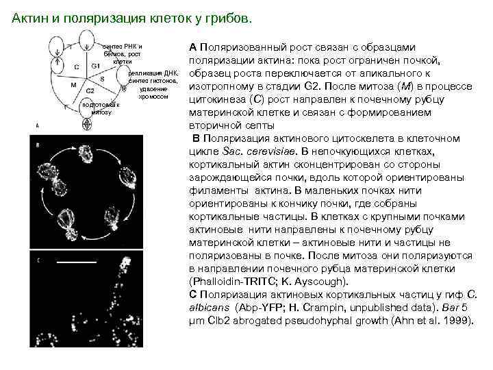 Актин и поляризация клеток у грибов. синтез РНК и белков, рост клетки репликация ДНК,